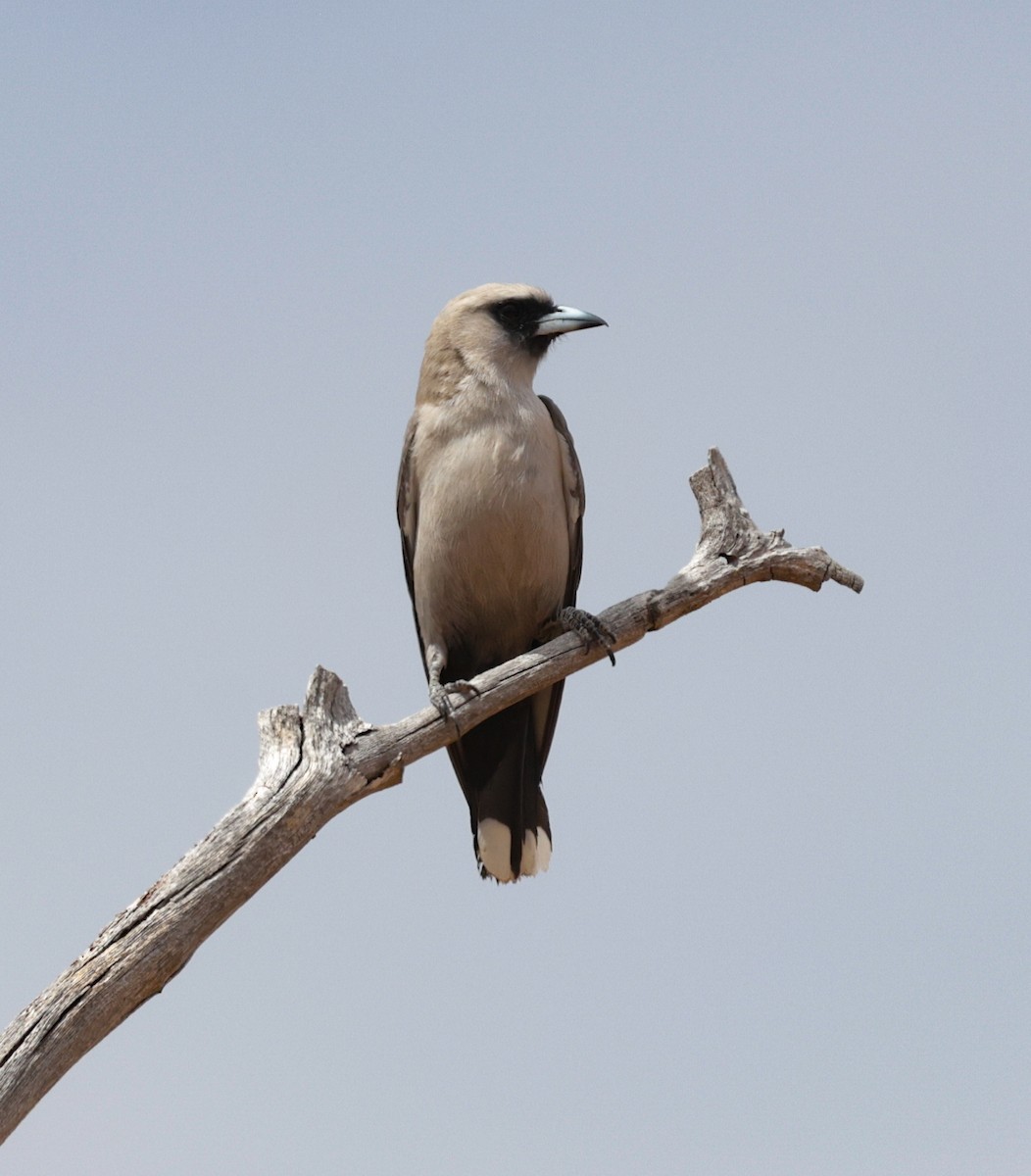 Black-faced Woodswallow - ML642312559