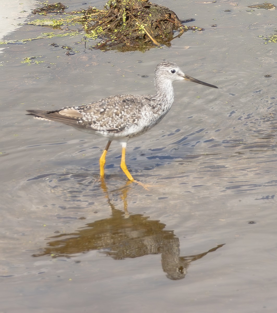 Greater Yellowlegs - ML642312562