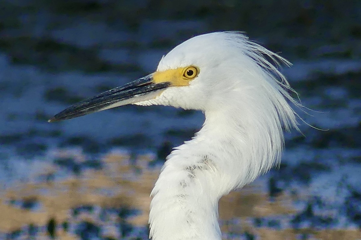 Snowy Egret - ML642312567