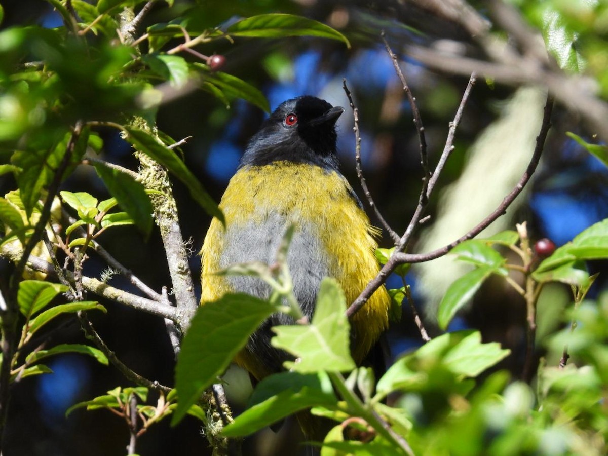 Black-and-yellow Silky-flycatcher - ML642312569