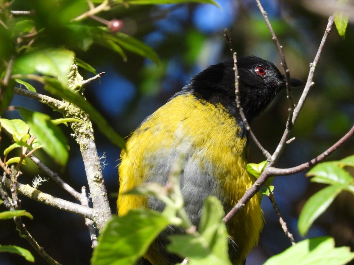 Black-and-yellow Silky-flycatcher - ML642312570