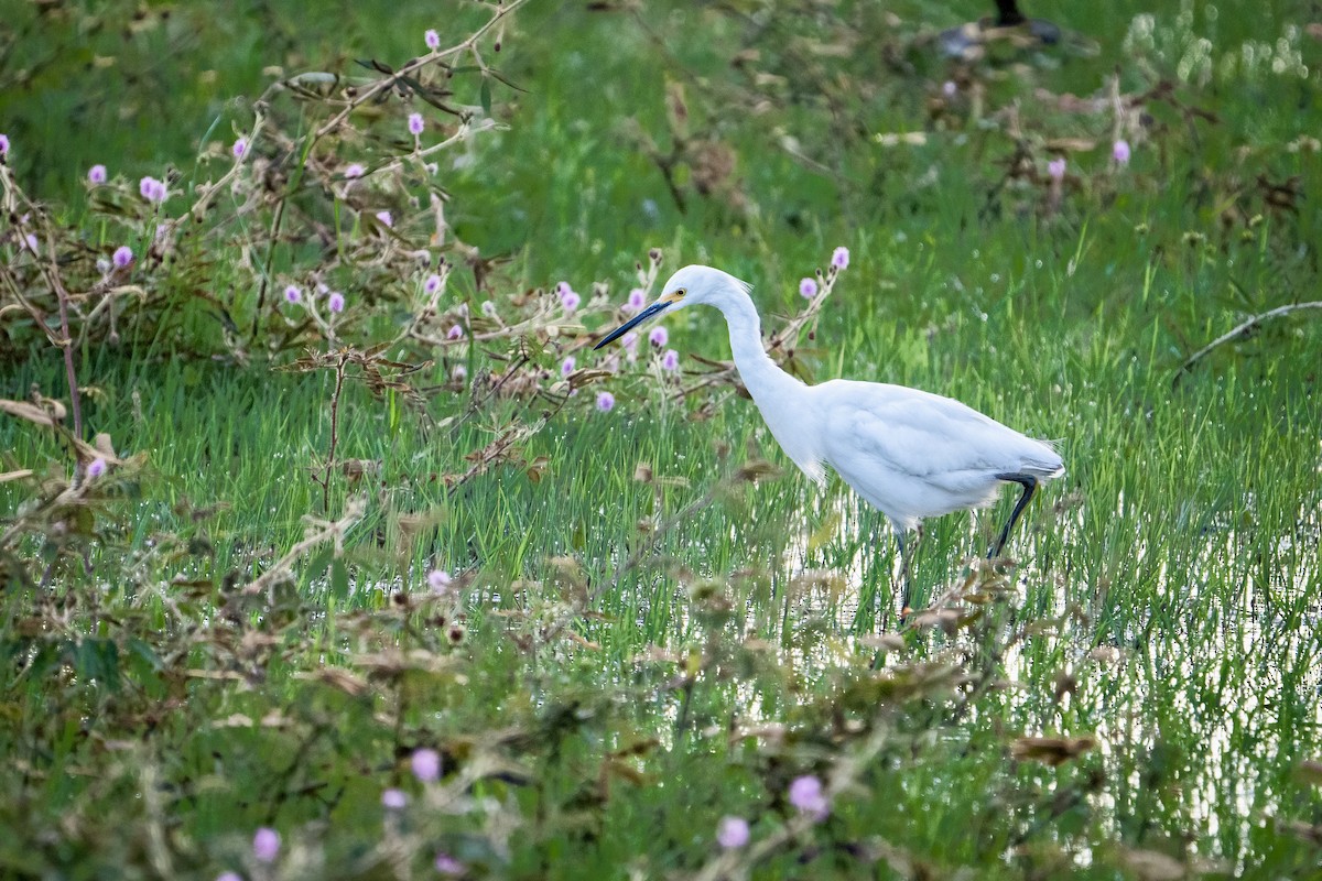 Snowy Egret - ML642312585