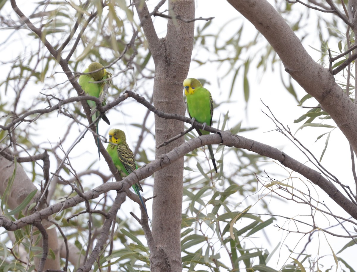 Budgerigar - ML642312586