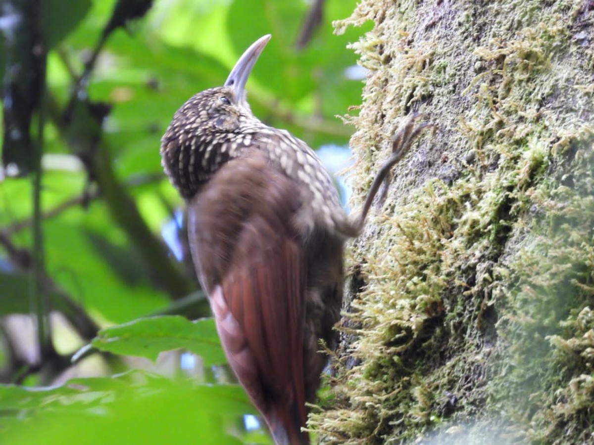 Spot-crowned Woodcreeper - ML642312588