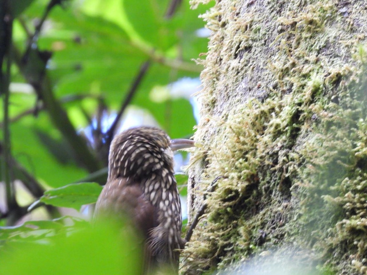 Spot-crowned Woodcreeper - ML642312589