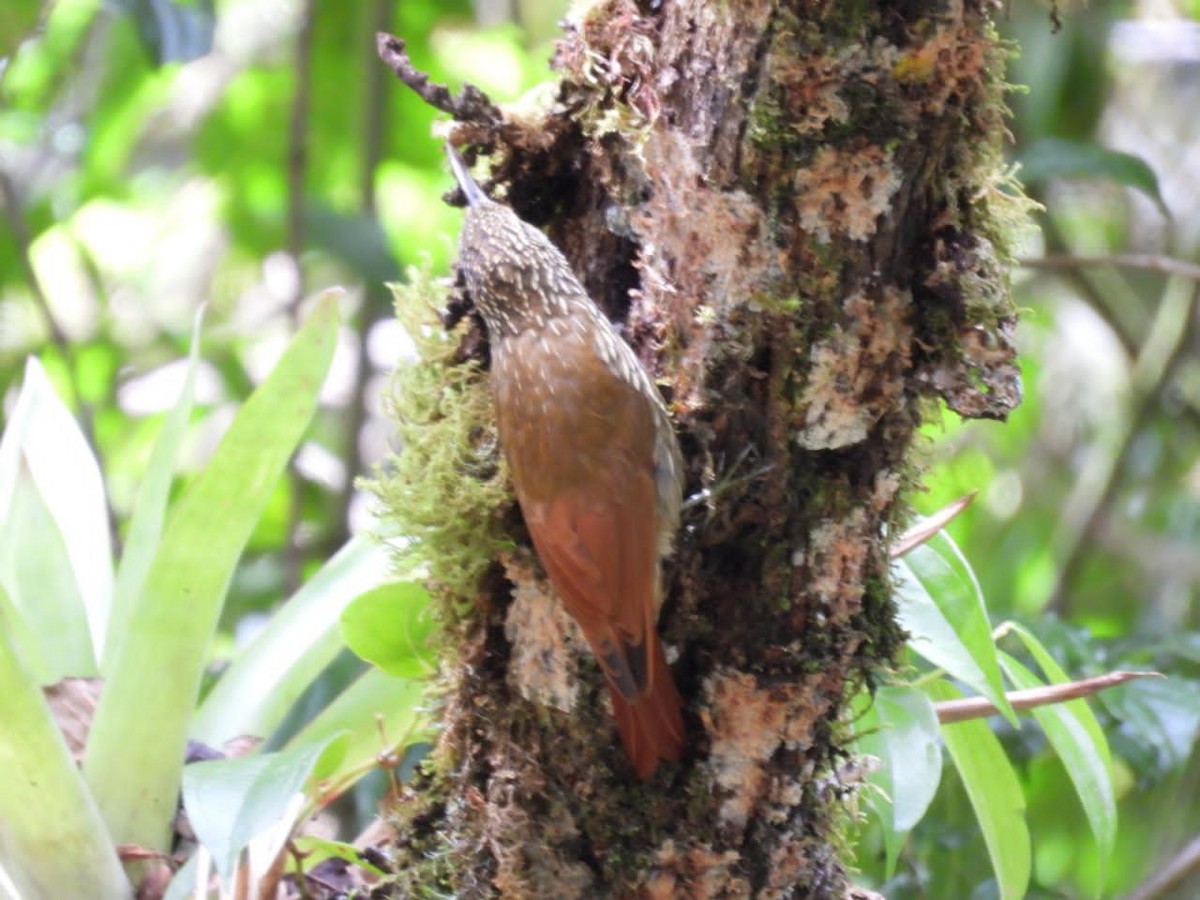 Spot-crowned Woodcreeper - ML642312590