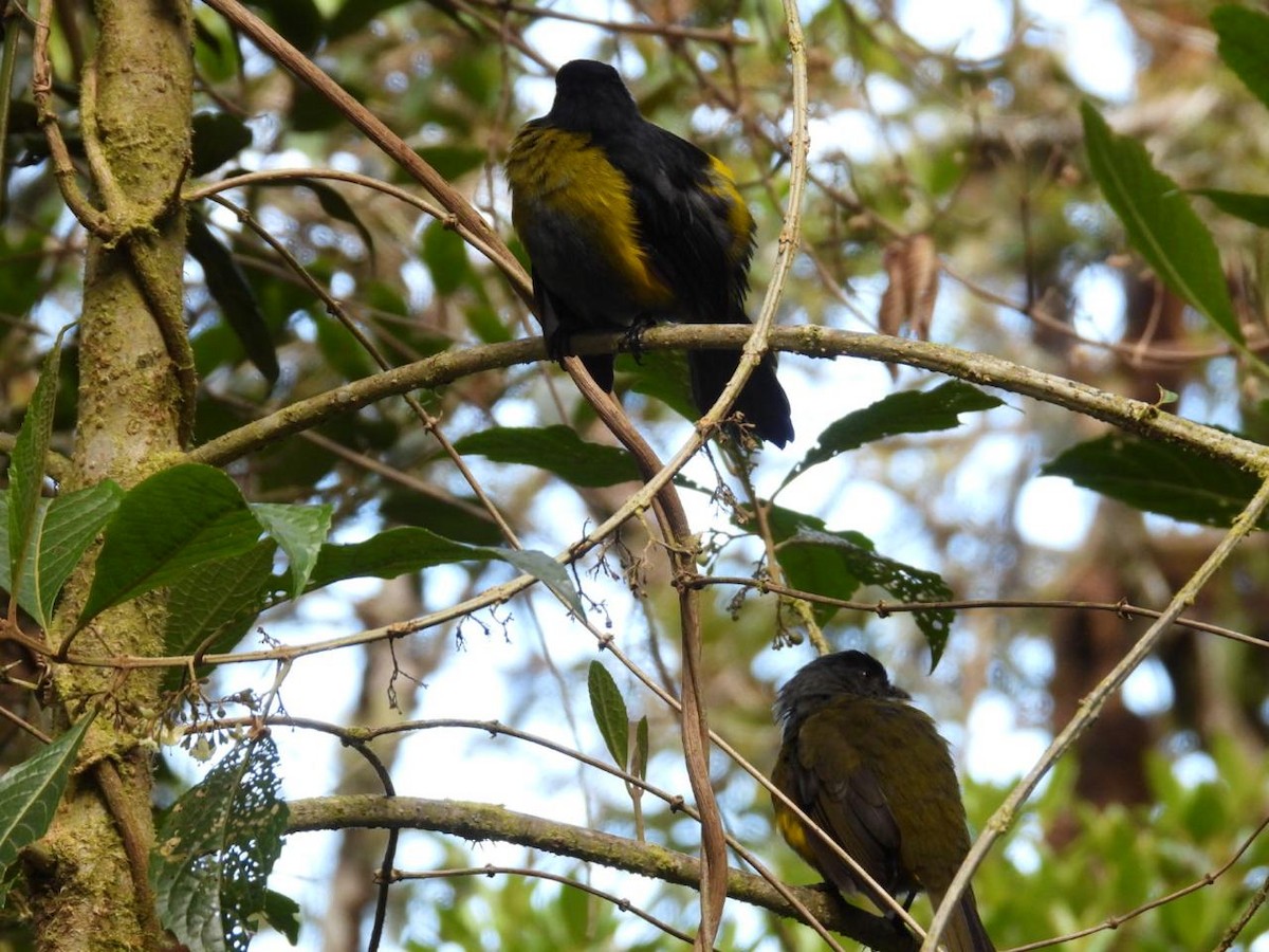 Black-and-yellow Silky-flycatcher - ML642312595