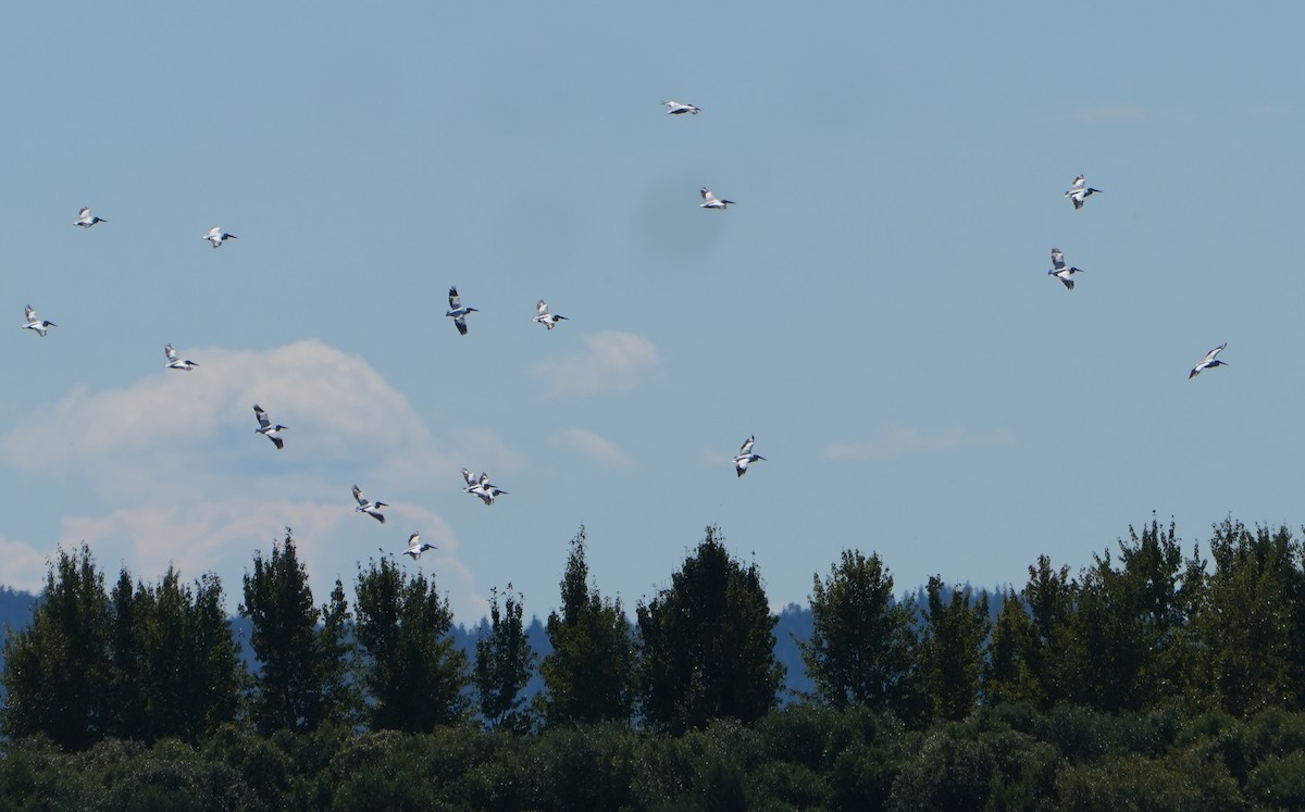 American White Pelican - ML642312597