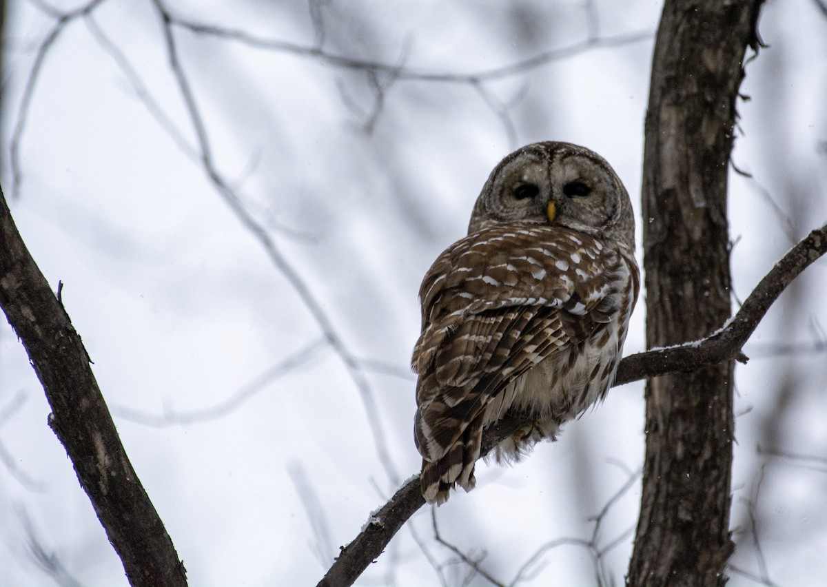 Barred Owl - ML642312598