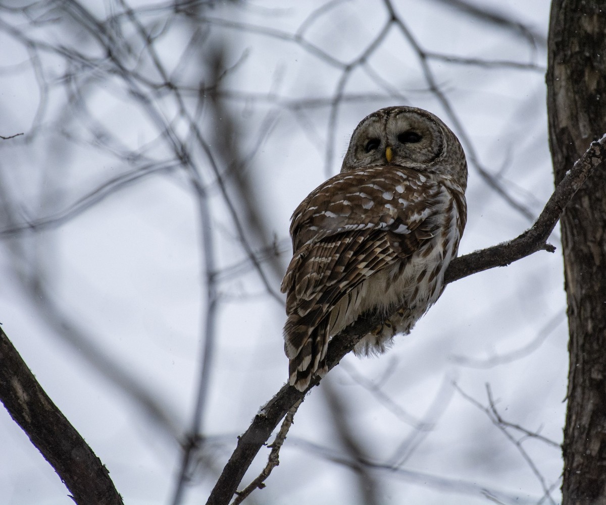 Barred Owl - ML642312599