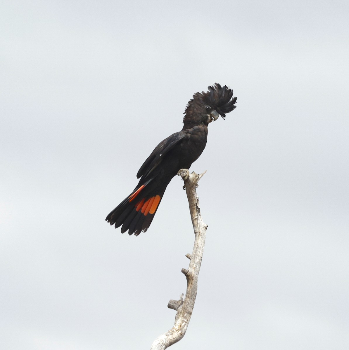 アカオクロオウム - ML642312606