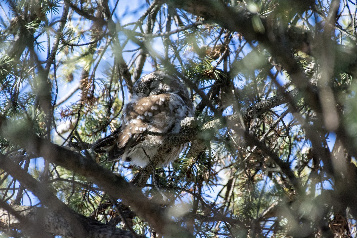 Boreal Owl - ML642312609