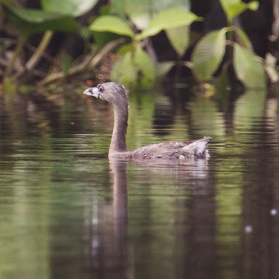 Pied-billed Grebe - ML64231261