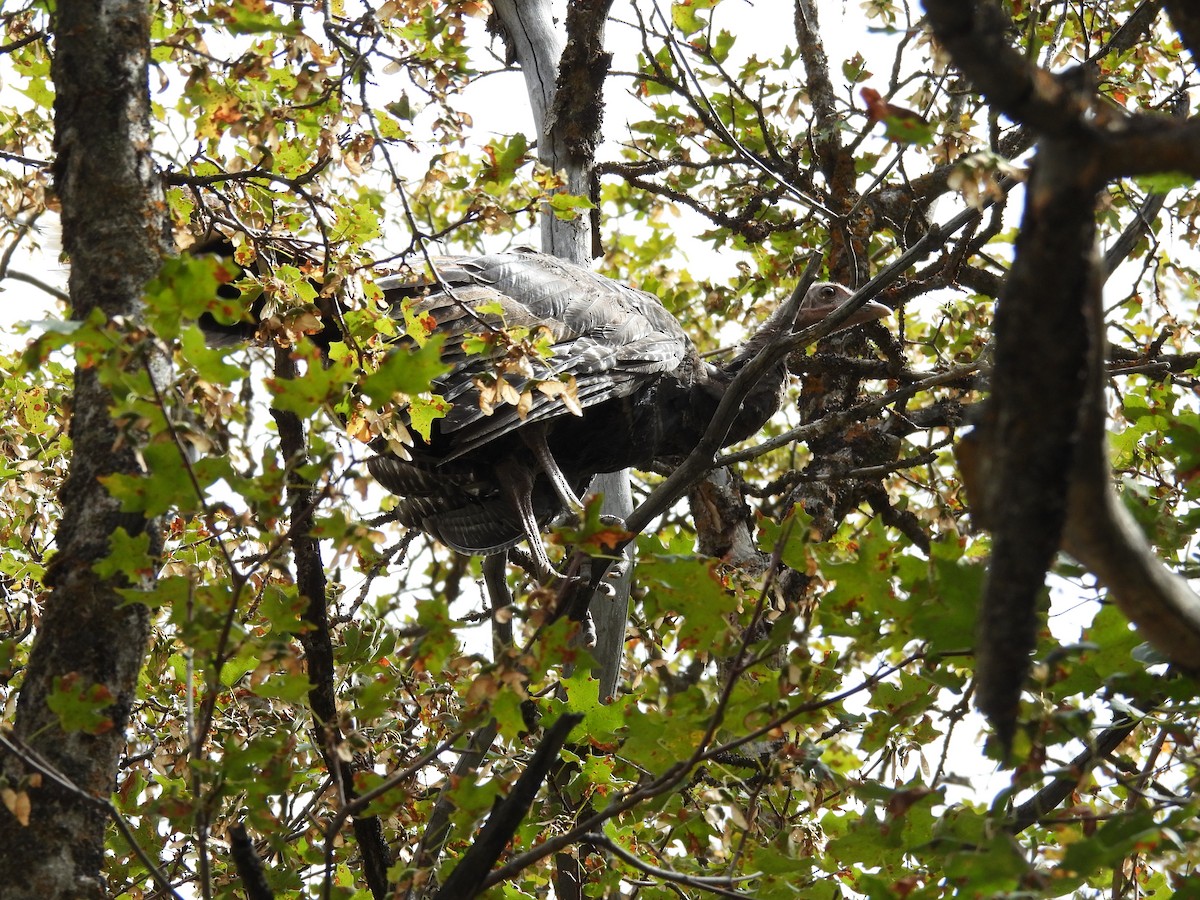 Indioilar arrunta - ML642312610