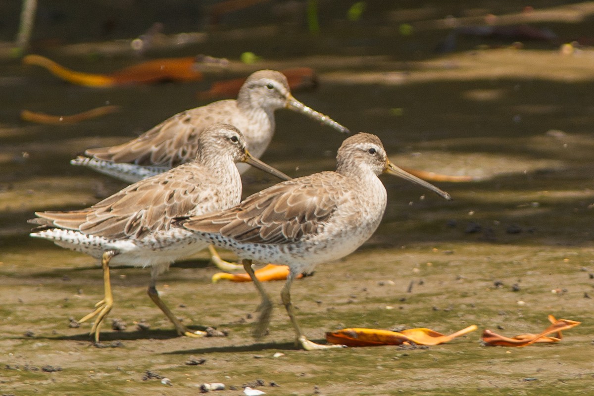 Short-billed Dowitcher - ML642312612