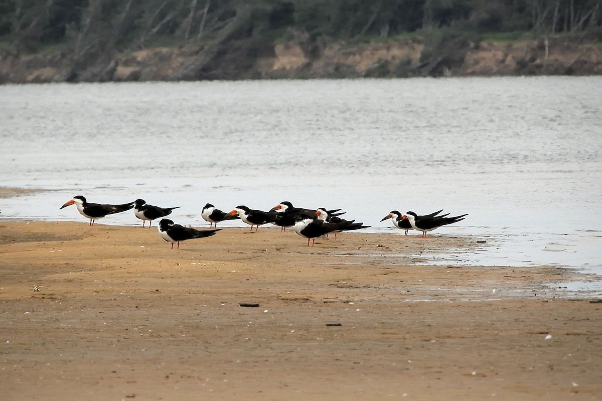 zoboun americký - ML642312635