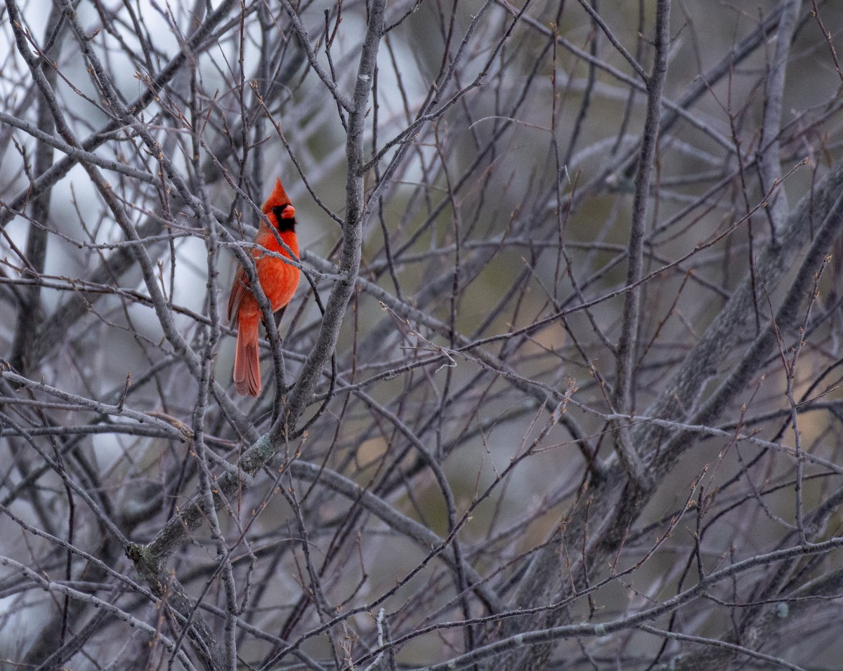 Cardenal Norteño - ML642312640