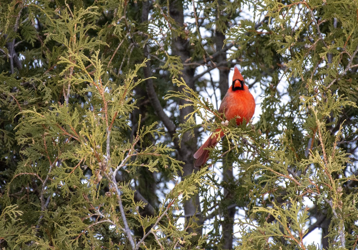 Cardenal Norteño - ML642312641