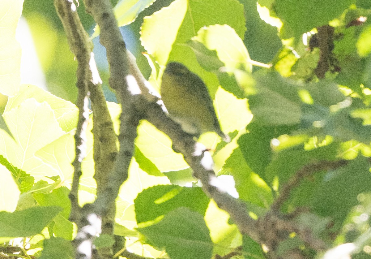 Tennessee Warbler - ML642312644