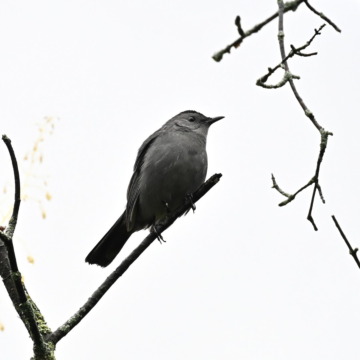 Pájaro Gato Gris - ML642312646