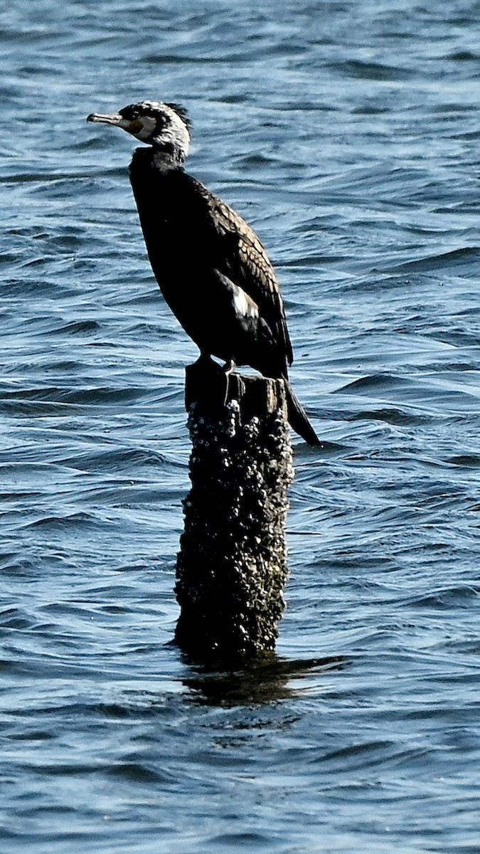 Cormorán Grande - ML642312651