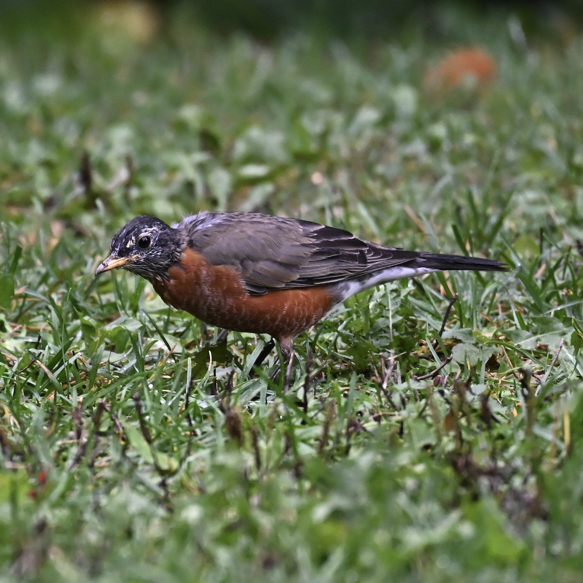 Zorzal Americano - ML642312660