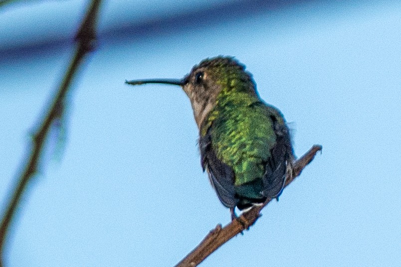 Esmeralda de Canivet - ML642312668
