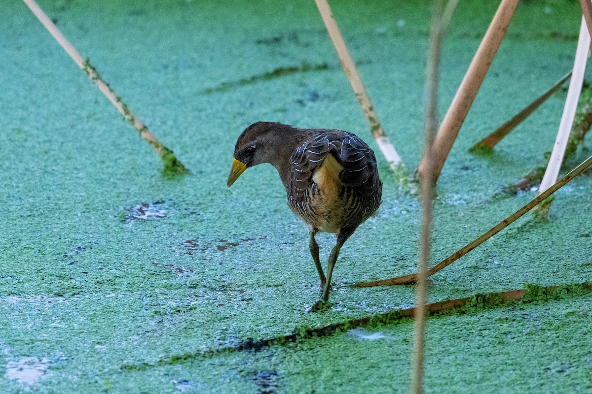 Polluela Sora - ML642312672