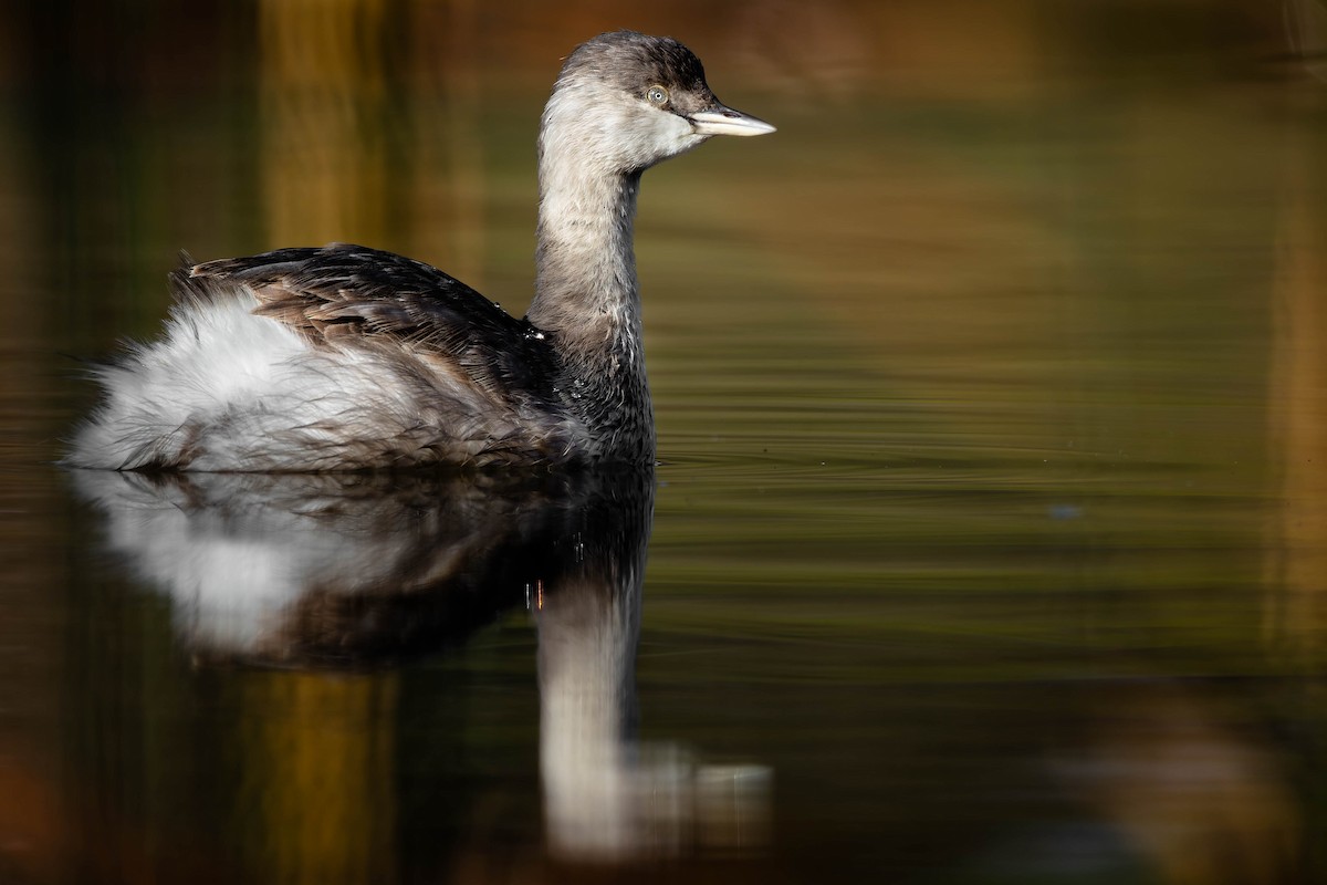 Hoary-headed Grebe - ML642312678