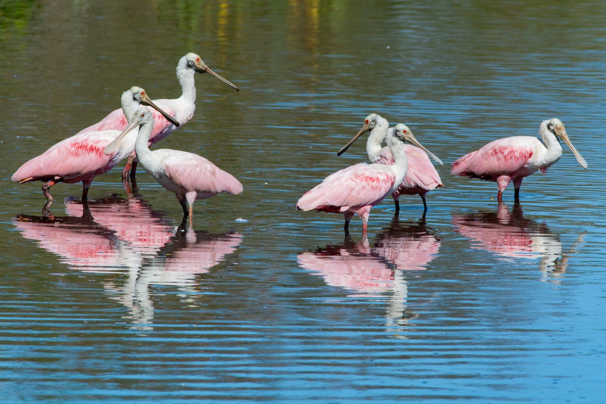 Roseate Spoonbill - ML642312679