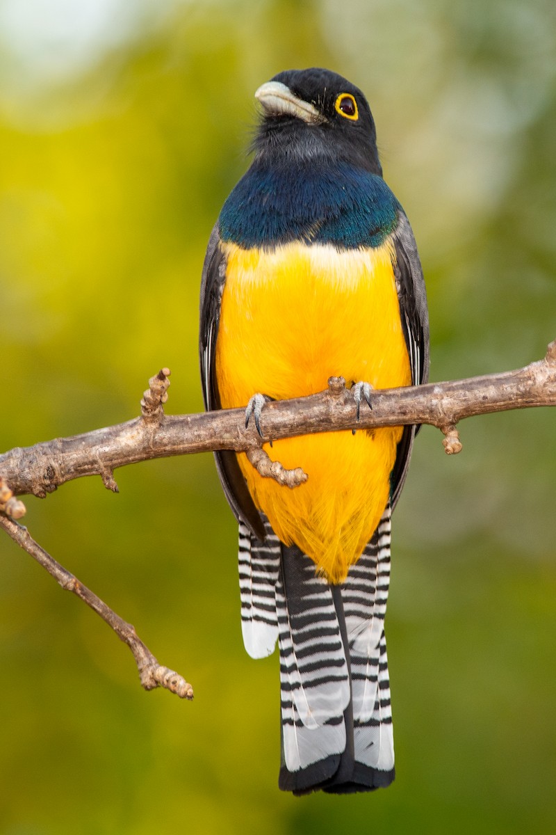 Gartered Trogon - ML642312691