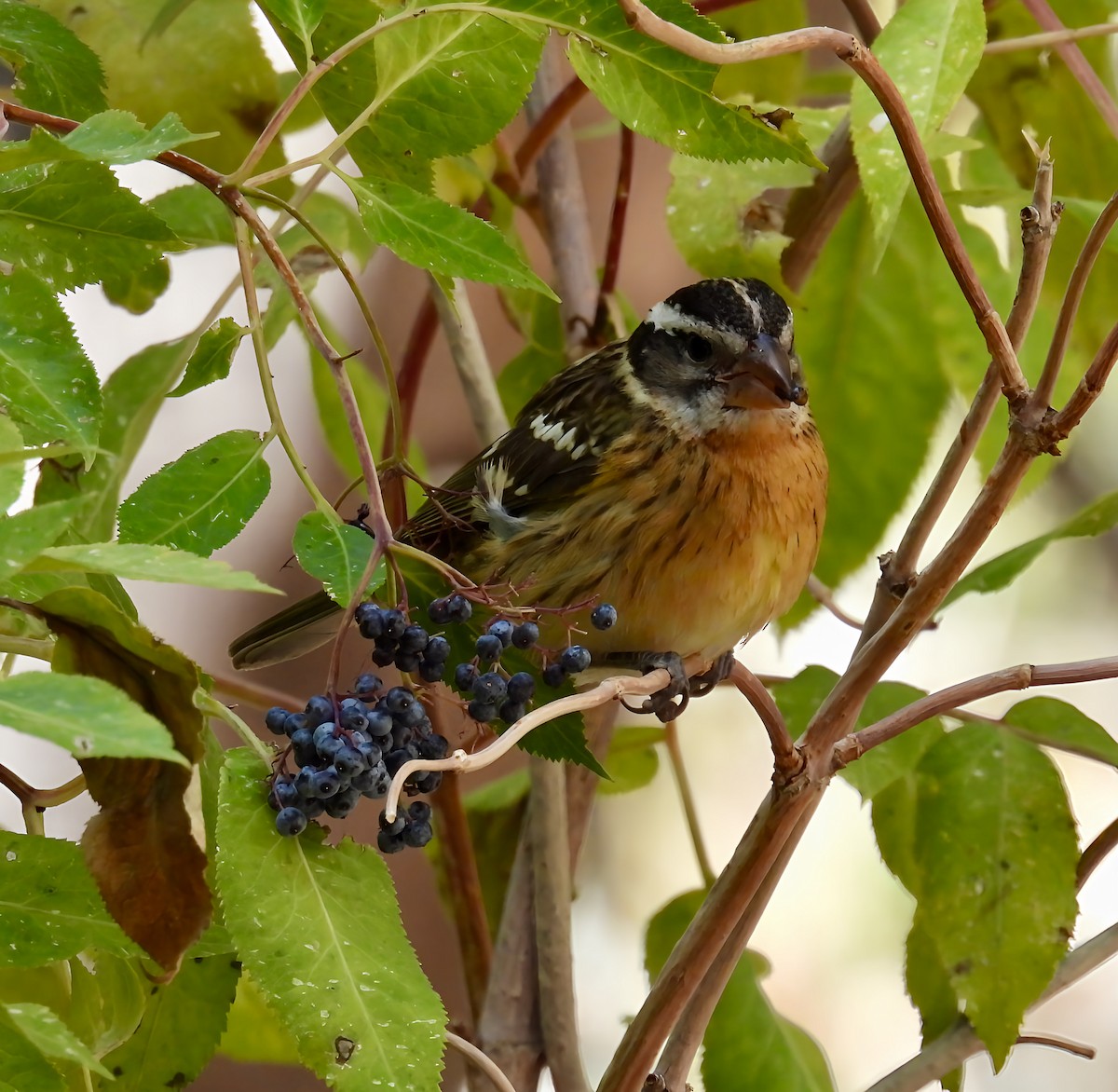 Black-headed Grosbeak - ML642312700