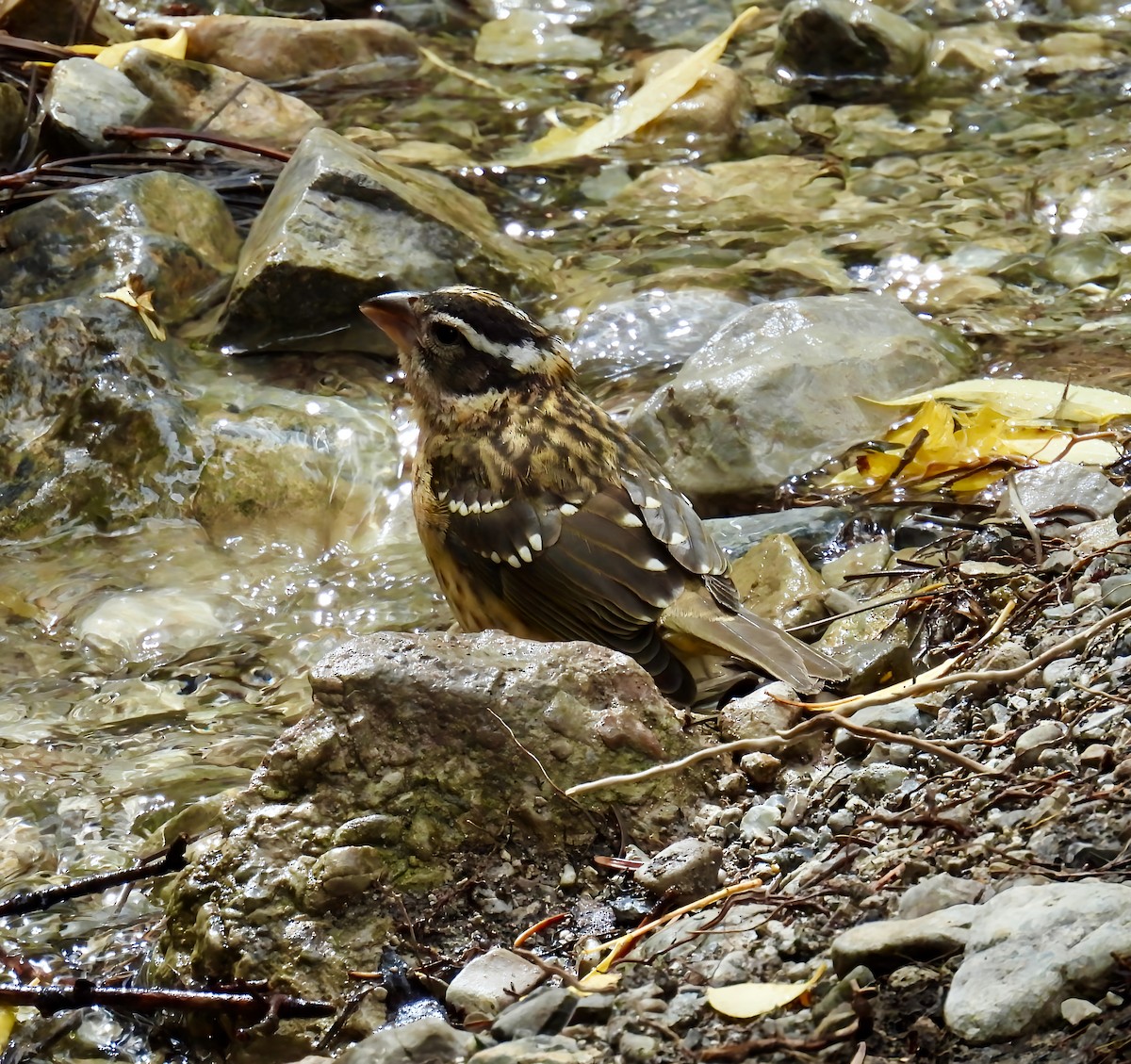 Black-headed Grosbeak - ML642312702