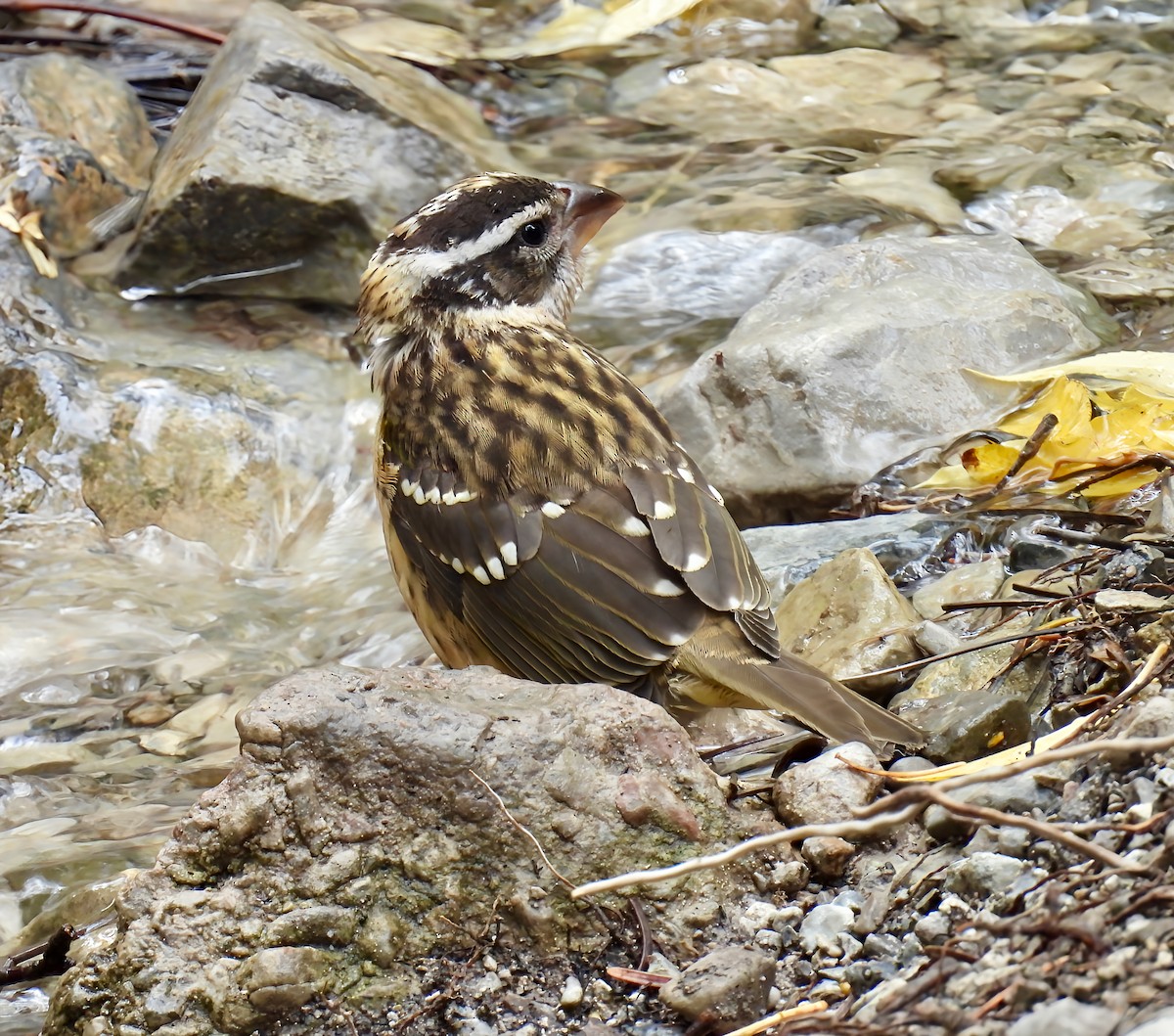 Black-headed Grosbeak - ML642312703