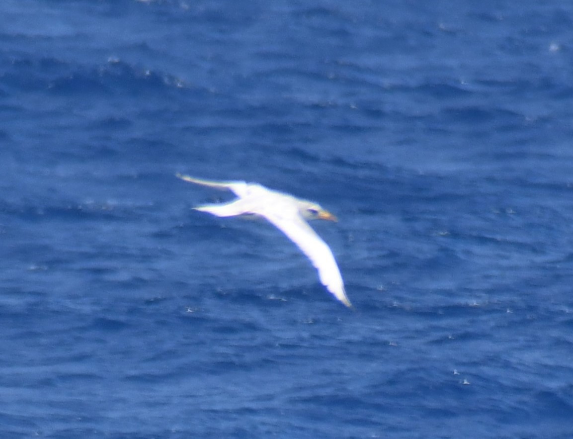 White-tailed Tropicbird - ML642312718