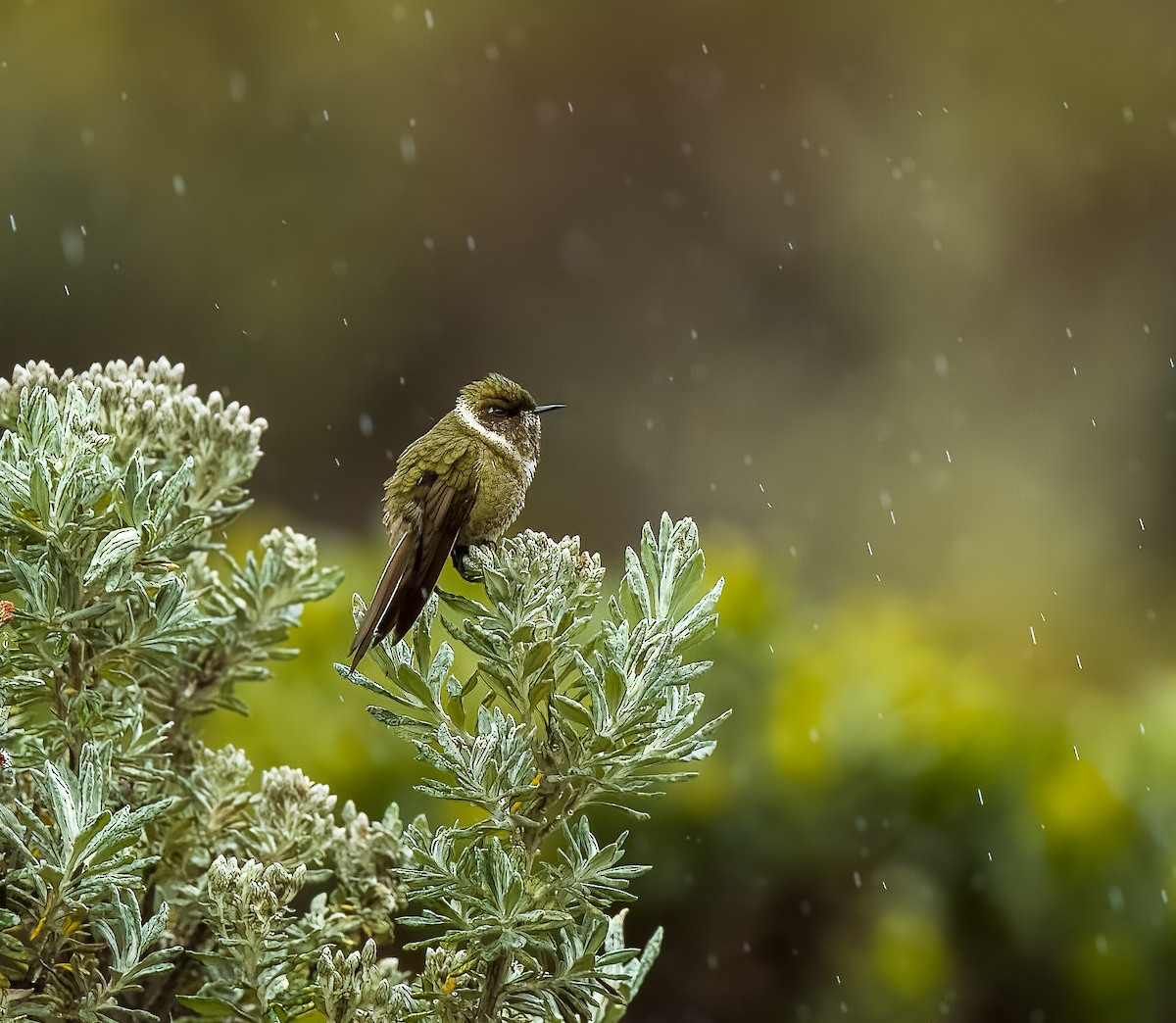 Green-bearded Helmetcrest - ML642312720