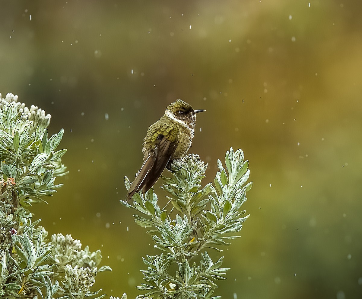 Green-bearded Helmetcrest - ML642312721