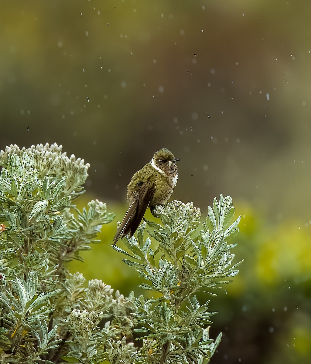 Green-bearded Helmetcrest - ML642312722