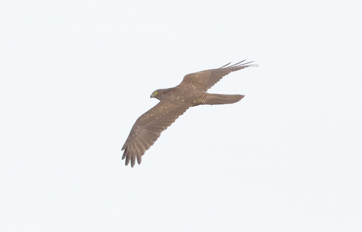 Brown Goshawk - ML642312726
