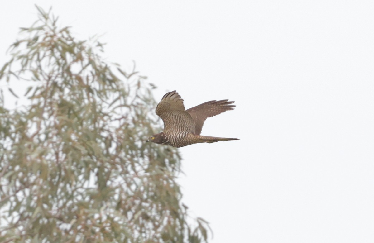 Brown Goshawk - ML642312727