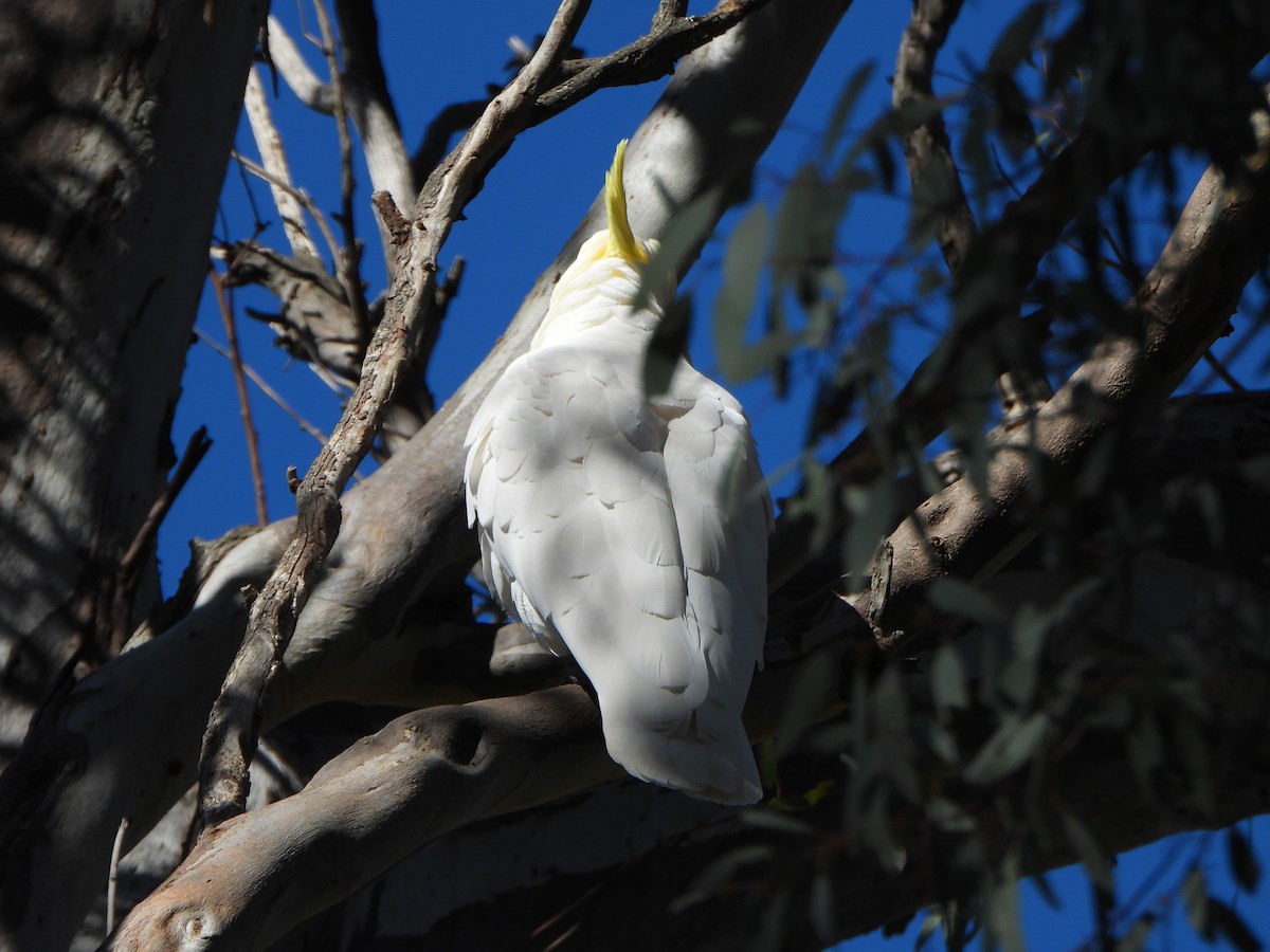 Sulphur-crested Cockatoo - ML642312730