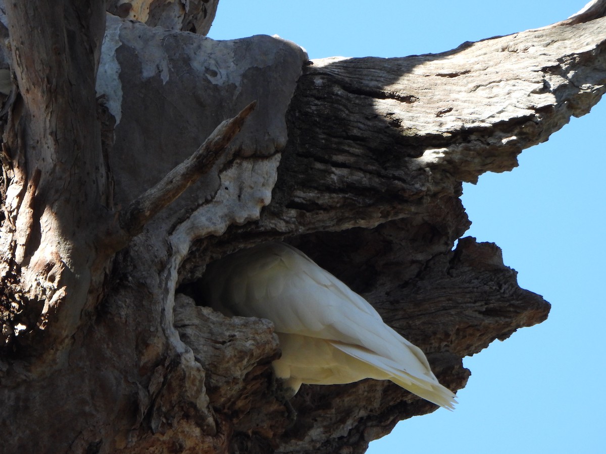 Sulphur-crested Cockatoo - ML642312731