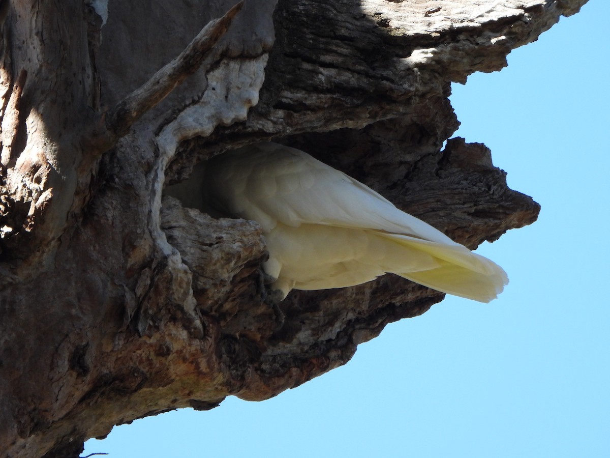Sulphur-crested Cockatoo - ML642312732