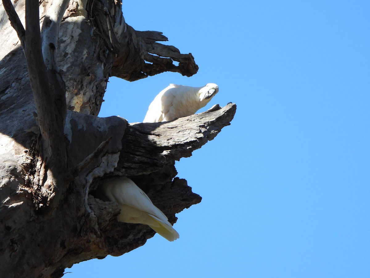 Sulphur-crested Cockatoo - ML642312733