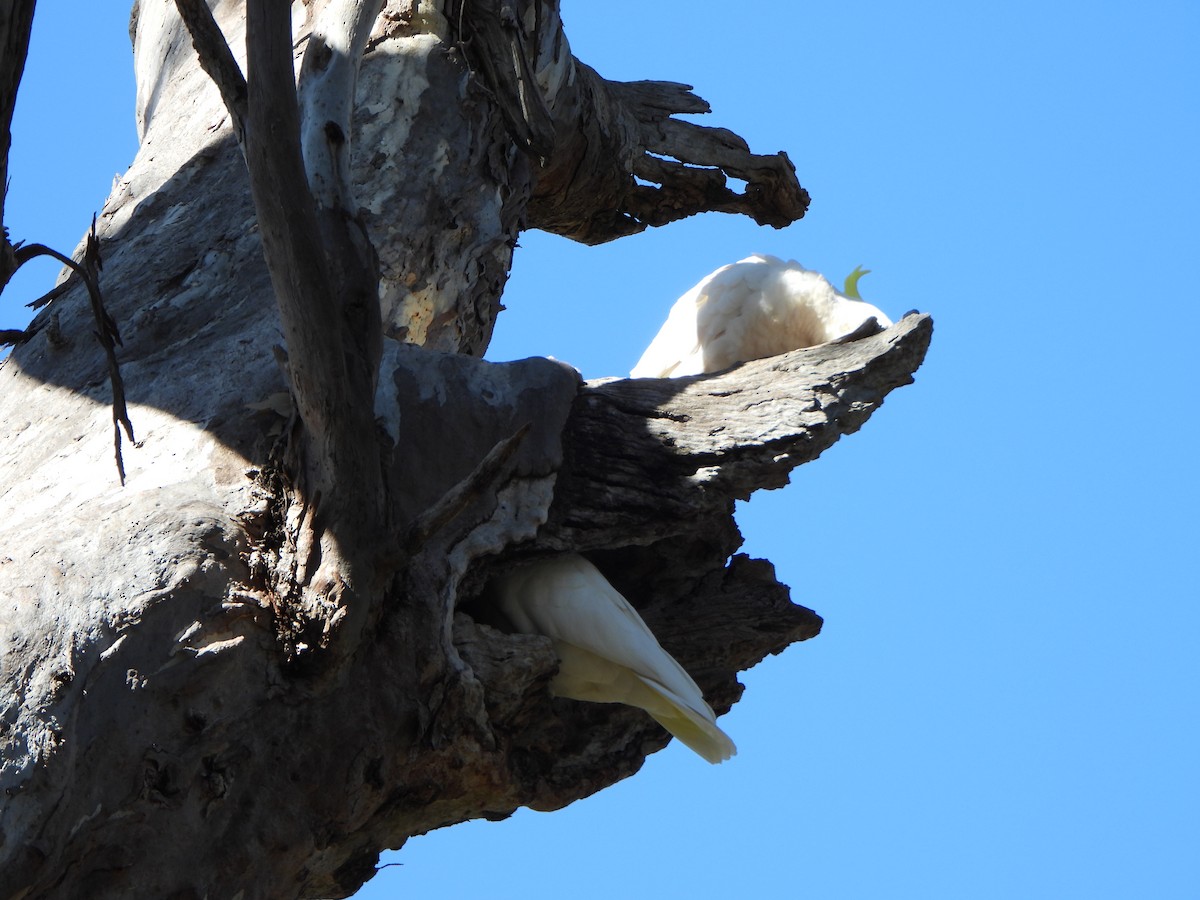 Sulphur-crested Cockatoo - ML642312734