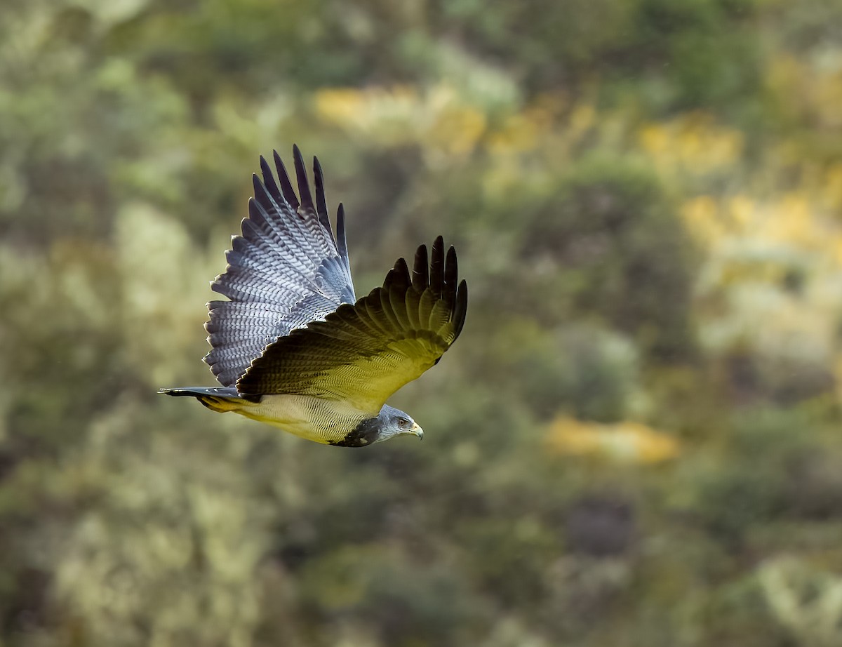 Black-chested Buzzard-Eagle - ML642312737
