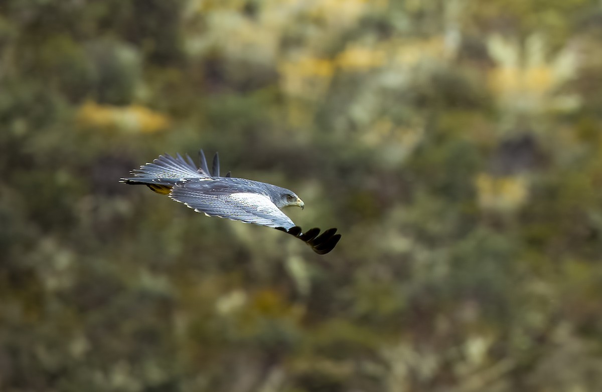 Black-chested Buzzard-Eagle - ML642312738