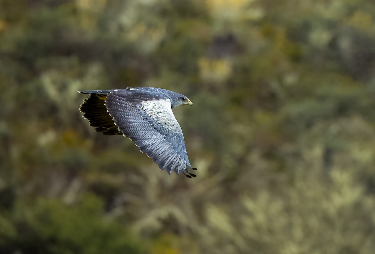 Black-chested Buzzard-Eagle - ML642312739