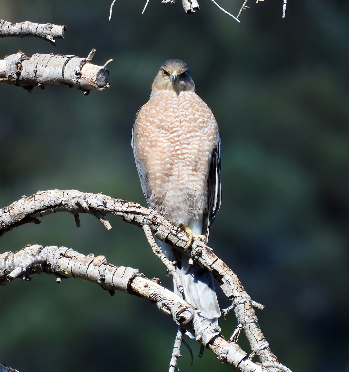 Cooper's Hawk - ML642312743