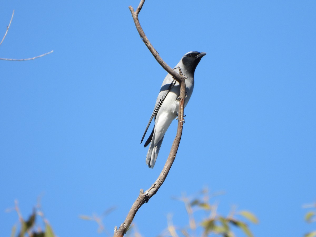 Black-faced Cuckooshrike - ML642312744